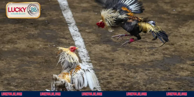 Chia sẻ kinh nghiệm để bắt kèo chiến kê chuẩn xác