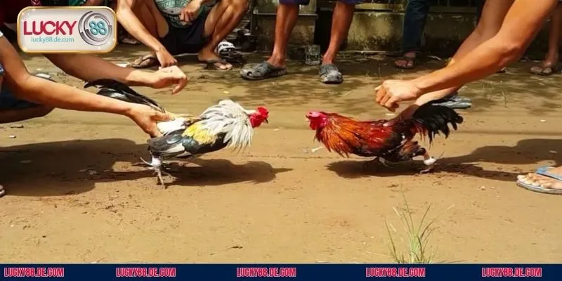 Quy trình cược đá gà tre anh em cần nắm